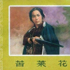 苦菜花