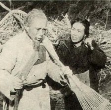 苦菜花