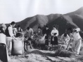 常绿树