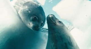 学会与动物相处是拍摄的关键——《海洋》