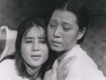 常青樹