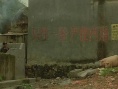 八两金