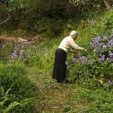 天的點滴 辰巳芳子的“生命之湯”