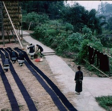 滾拉拉的槍