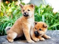 向日葵與幼犬的7天