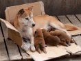 向日葵與幼犬的7天