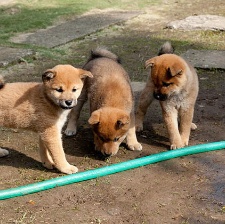 向日葵与幼犬的7天