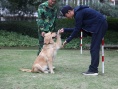 花都之恋