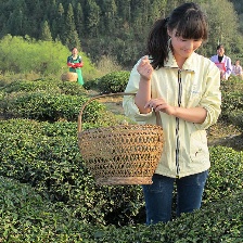 愛在花開爛漫時(shí)