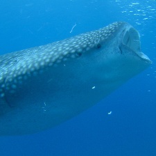 深海探奇