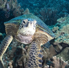深海探奇