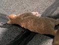猫狗大战