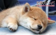 豆柴小犬