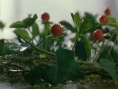 蛇草莓