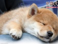 豆柴小犬