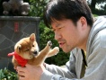 豆柴小犬