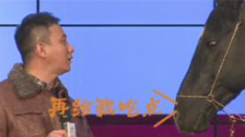 “爱马人”胡军活动现场喂马 技艺高超女儿受真传