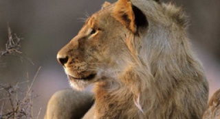 人与自然和谐相处 推翻电影“狮口夺命”恐怖印象