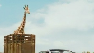 《宿醉3》中文宣传片 随意买下长颈鹿疯魔成性