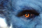 《X战警前传2》首曝剧照，一张蓝绒绒的野兽面孔出现在该图上，目露凶光，表情狰狞