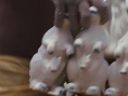 小姐弟荒原歷險(xiǎn)