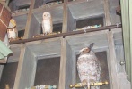 穿過(guò)三把掃帚酒吧就是“貓頭鷹屋”（Owlery），這里是貓頭鷹郵政（Owlery Post）的郵遞員們休憩的地方。