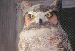 穿過(guò)三把掃帚酒吧就是“貓頭鷹屋”（Owlery），這里是貓頭鷹郵政（Owlery Post）的郵遞員們休憩的地方。