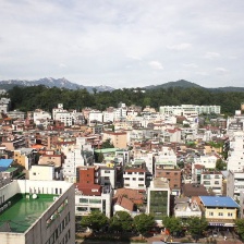 跳舞樹(shù)林
