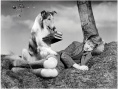 灵犬莱西