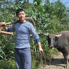 鳳凰情