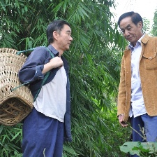 鳳凰情