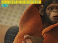 萌宠领养指南：从大明猩到理查德·帕克一一收服