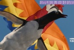 《波普先生的企鹅》人要背上滑翔伞助跑，企鹅只需要风筝就好使。为了摆脱管理人员的“追杀”可把绝招都逼出来了。