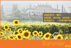 夏天的维罗纳同样是向日葵盛开的季节，行走在花田，也是此行必不可少的活动之一。