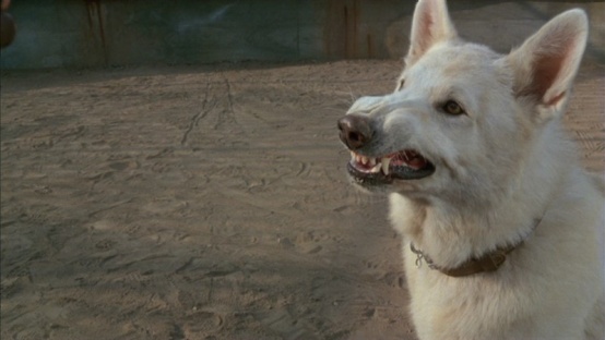 白狗white dog (1982)_1905电影网