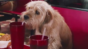 《王牌播音员2》病毒宣传片 萌狗与人同坐喝可乐