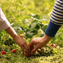 野草莓