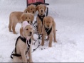 雪狗兄弟
