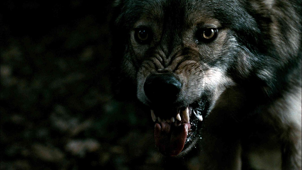 狼人的舌头图片