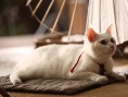 猫侍剧场版