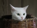 猫侍剧场版