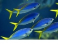 冲绳美丽海水族馆