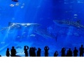 冲绳美丽海水族馆