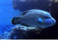 冲绳美丽海水族馆