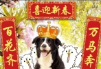 賀歲版海報(bào)