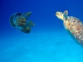 深海獵奇