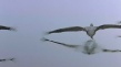 遷徙的鳥