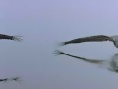 遷徙的鳥