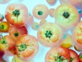 小森林 夏秋篇