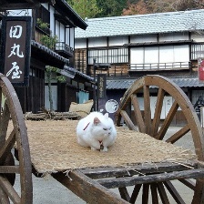 貓侍劇場(chǎng)版